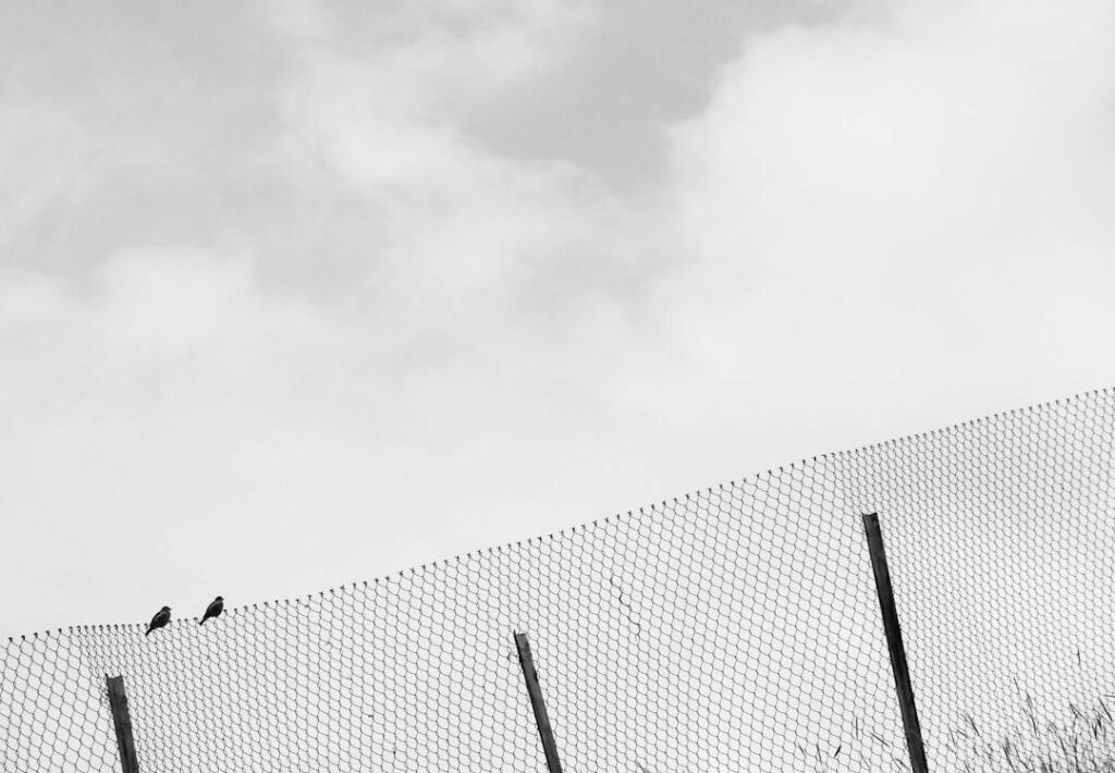 Website Support In Boston - Two birds perched on a chain-link fence against a cloudy sky